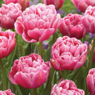 Aveyron Double Tulip Thumbnail